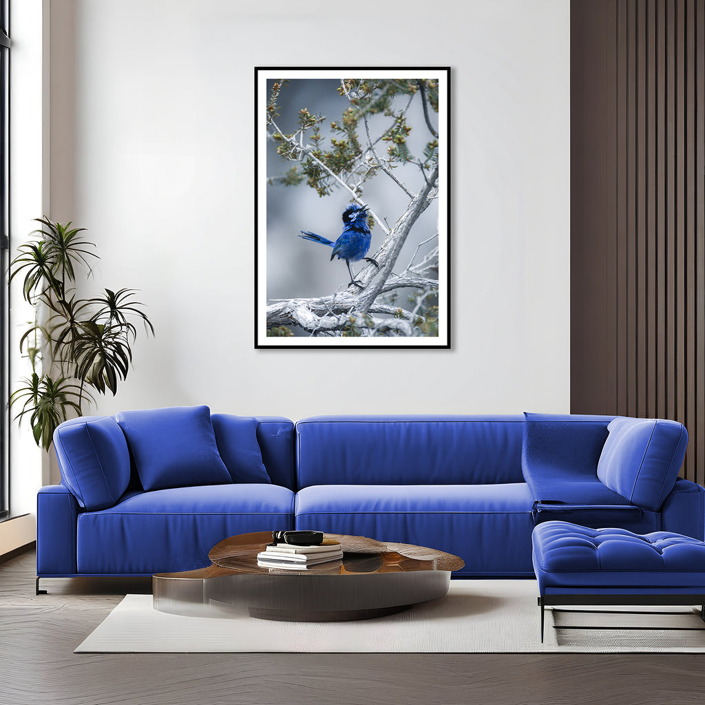 Australind Splendid Fairy Wren