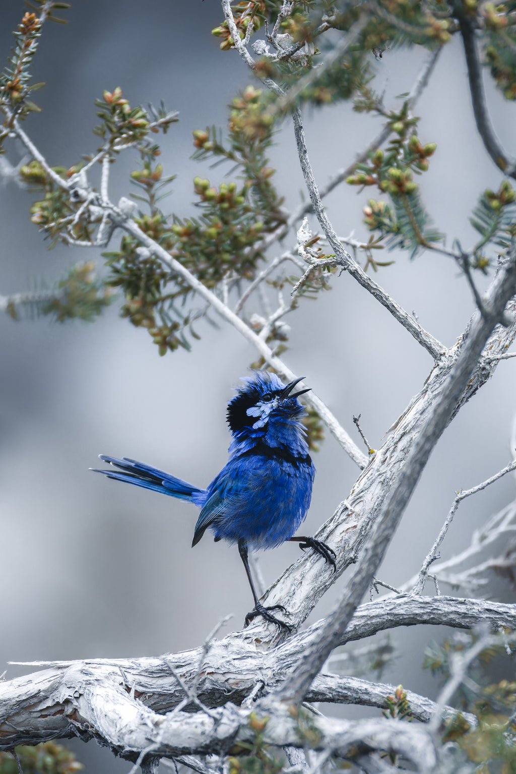 Australind Splendid Fairy Wren