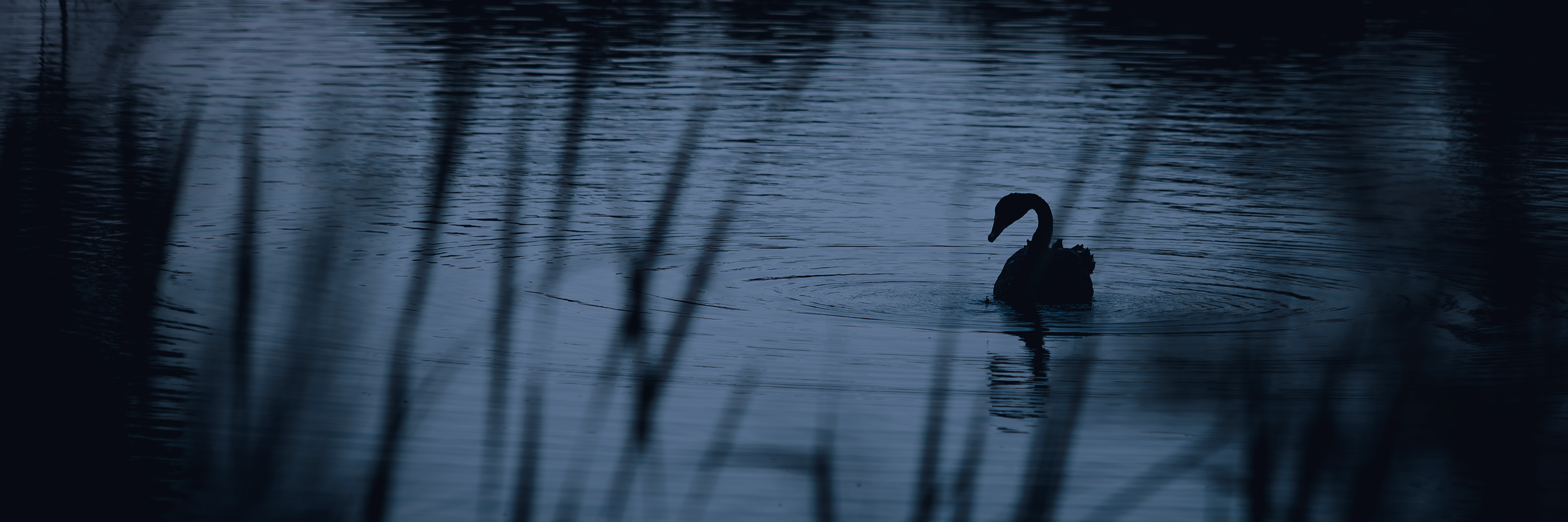 Big Swamp, Bunbury Black Swan Silhouette