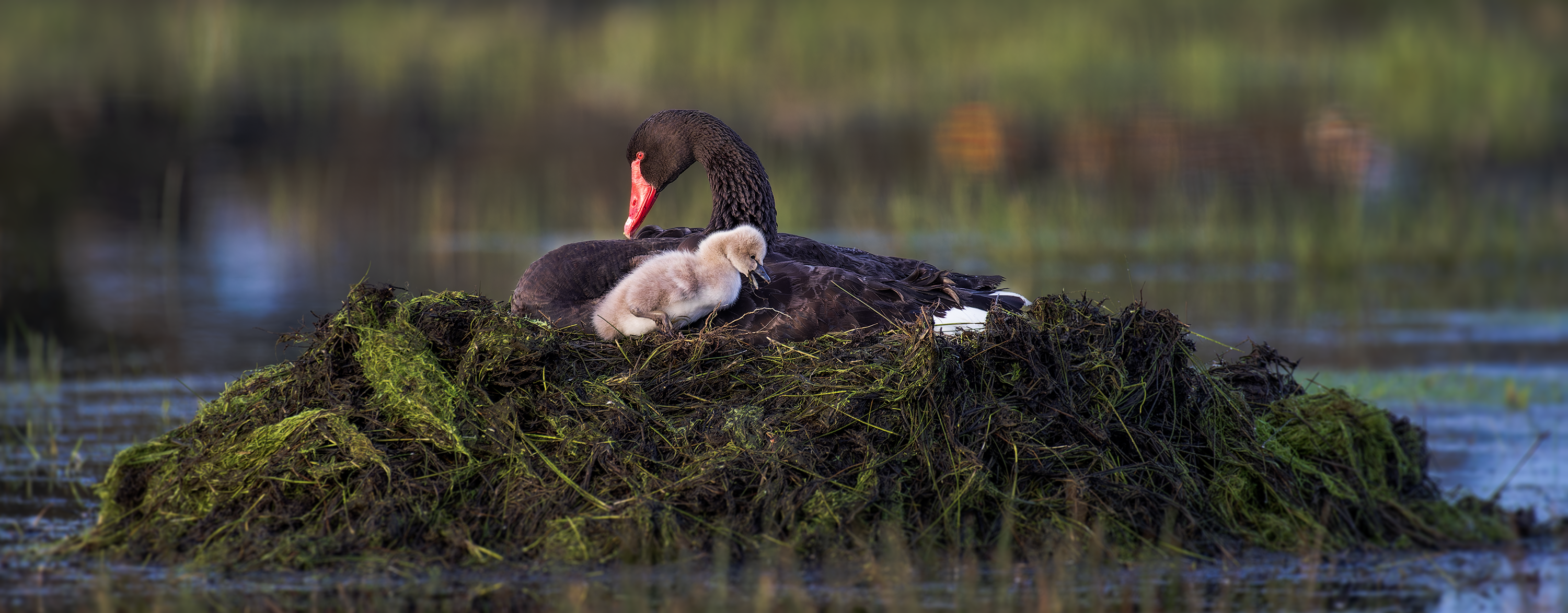 Black Swan & Cygnet Nest