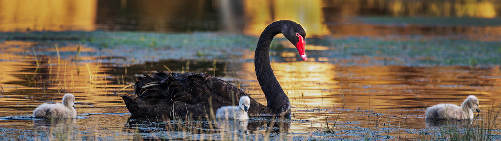 Bunbury Black Swan & Cygnets Panoramic