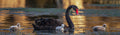 Bunbury Black Swan & Cygnets Panoramic