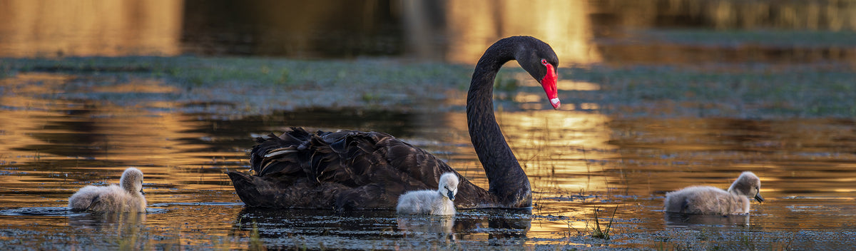 Bunbury Black Swan & Cygnets Panoramic