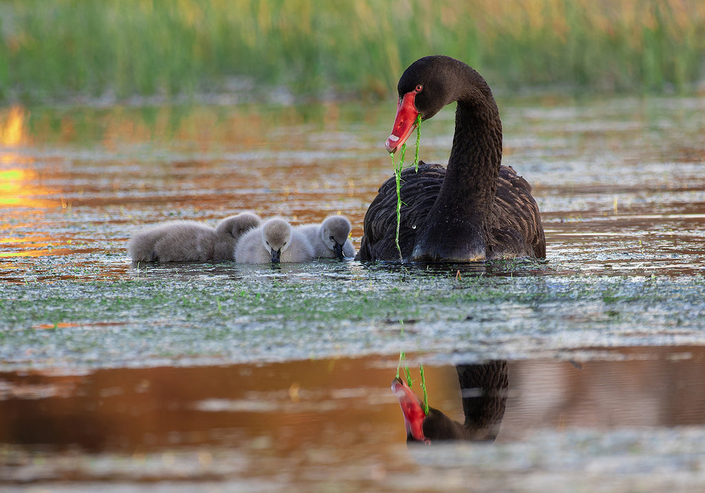 Bunbury Black Swan & Cygnets