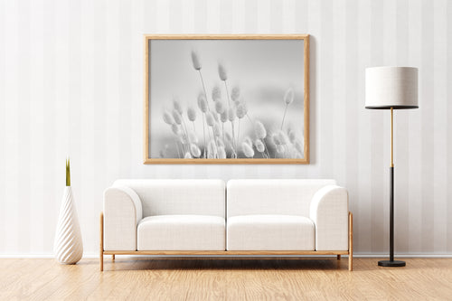 Bunny Tail Grass - Black & White