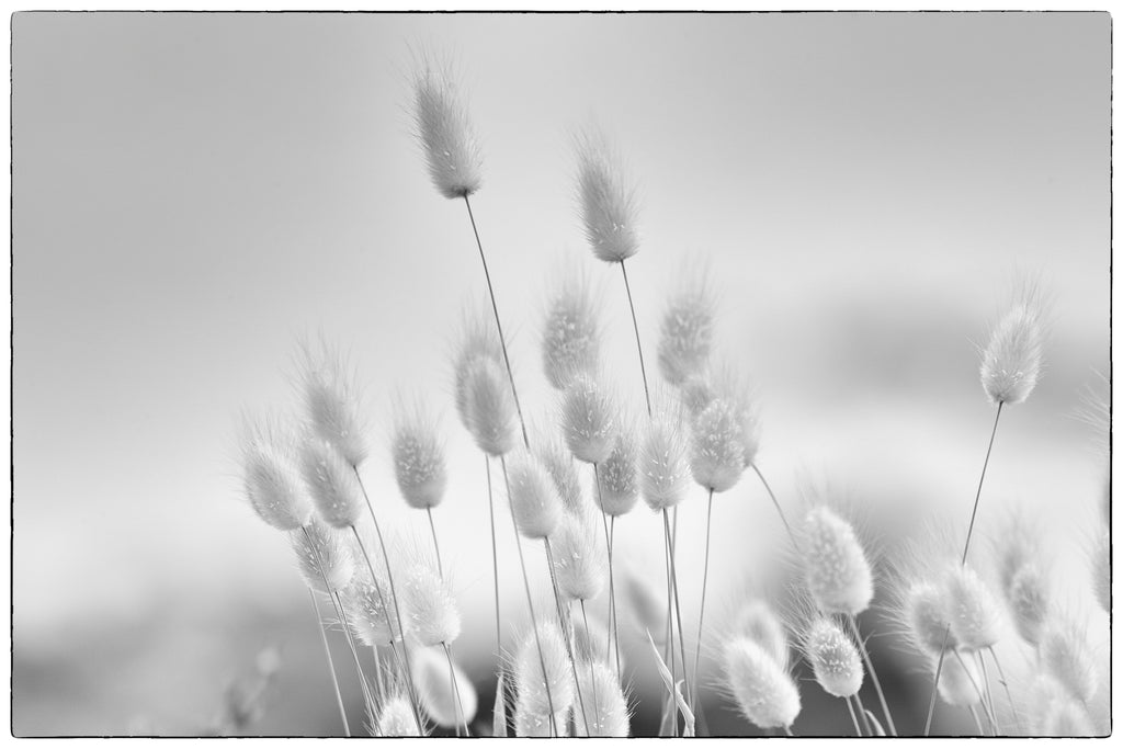 Bunny Tail Grass - Black & White