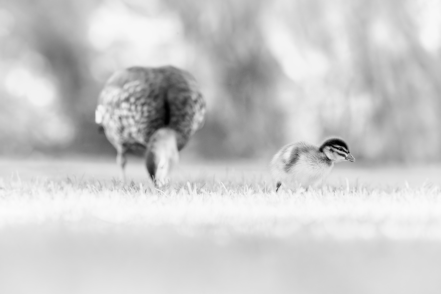 Dalyellup Duckling Family - Black & White