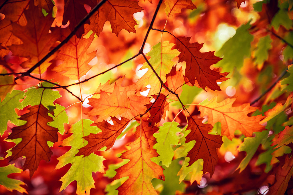 Golden Valley Tree Park Autumn Oak Leaves