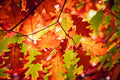 Golden Valley Tree Park Autumn Oak Leaves