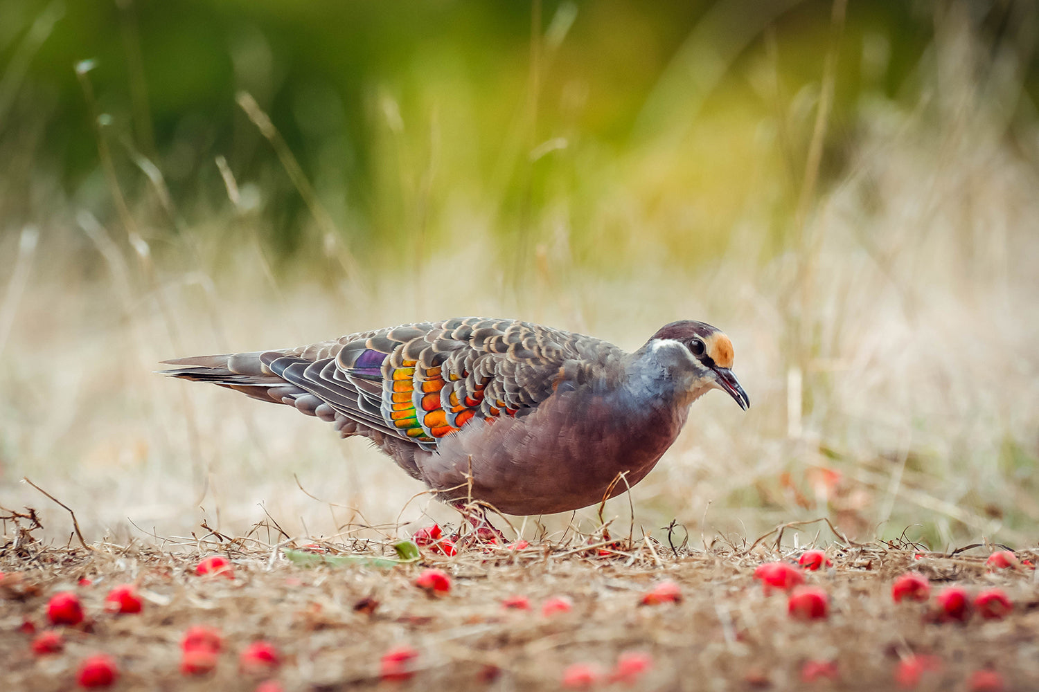 Golden Valley Tree Park Bronzewing Pigeon