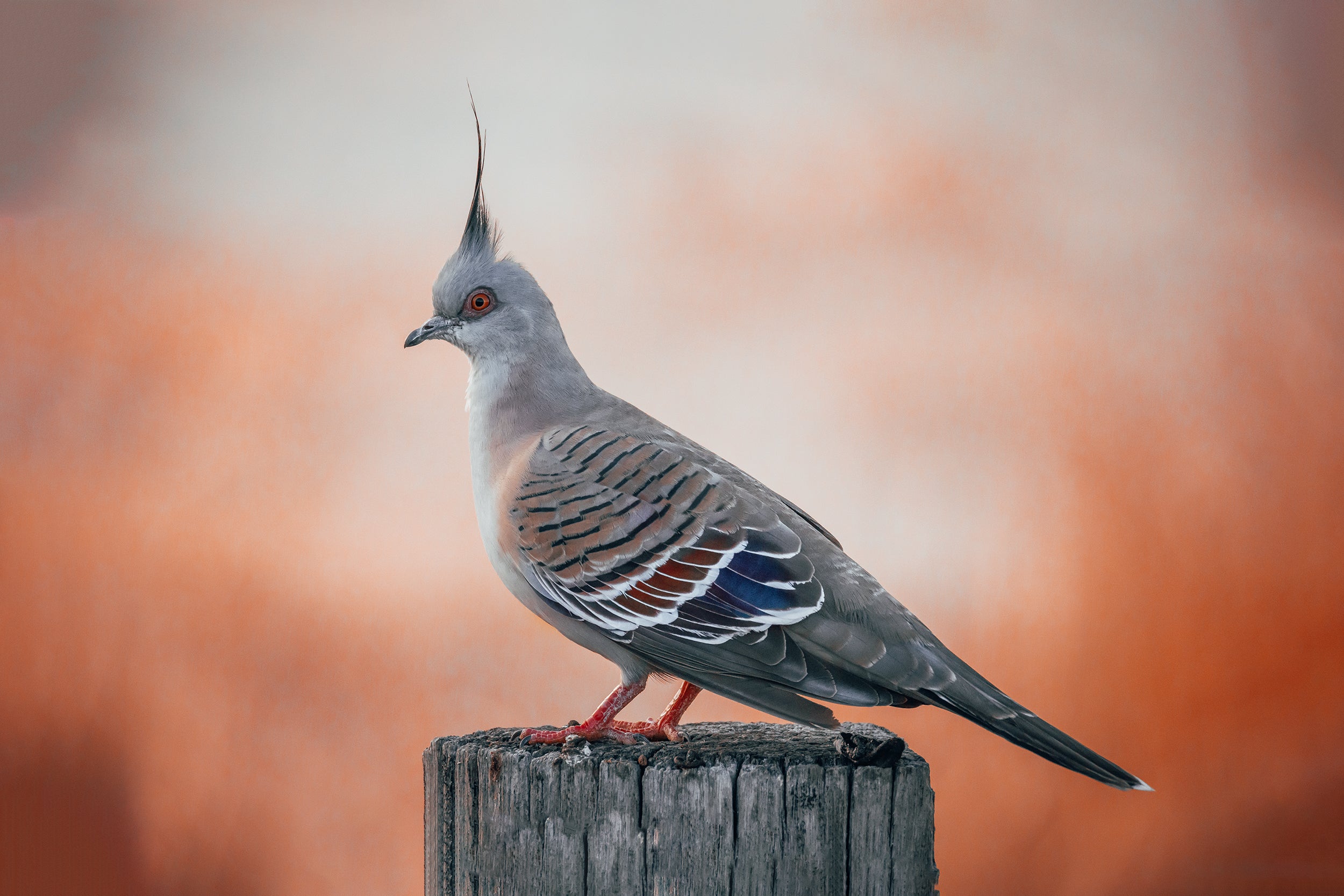 Golden Valley Tree Park Crested Pigeon