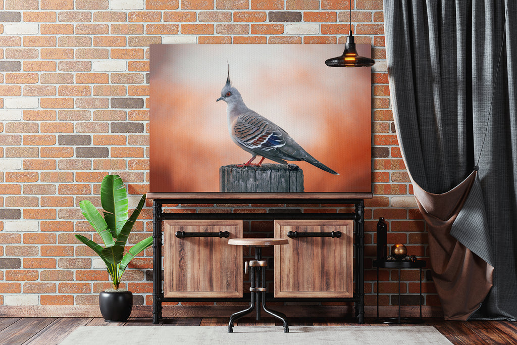 Golden Valley Tree Park Crested Pigeon