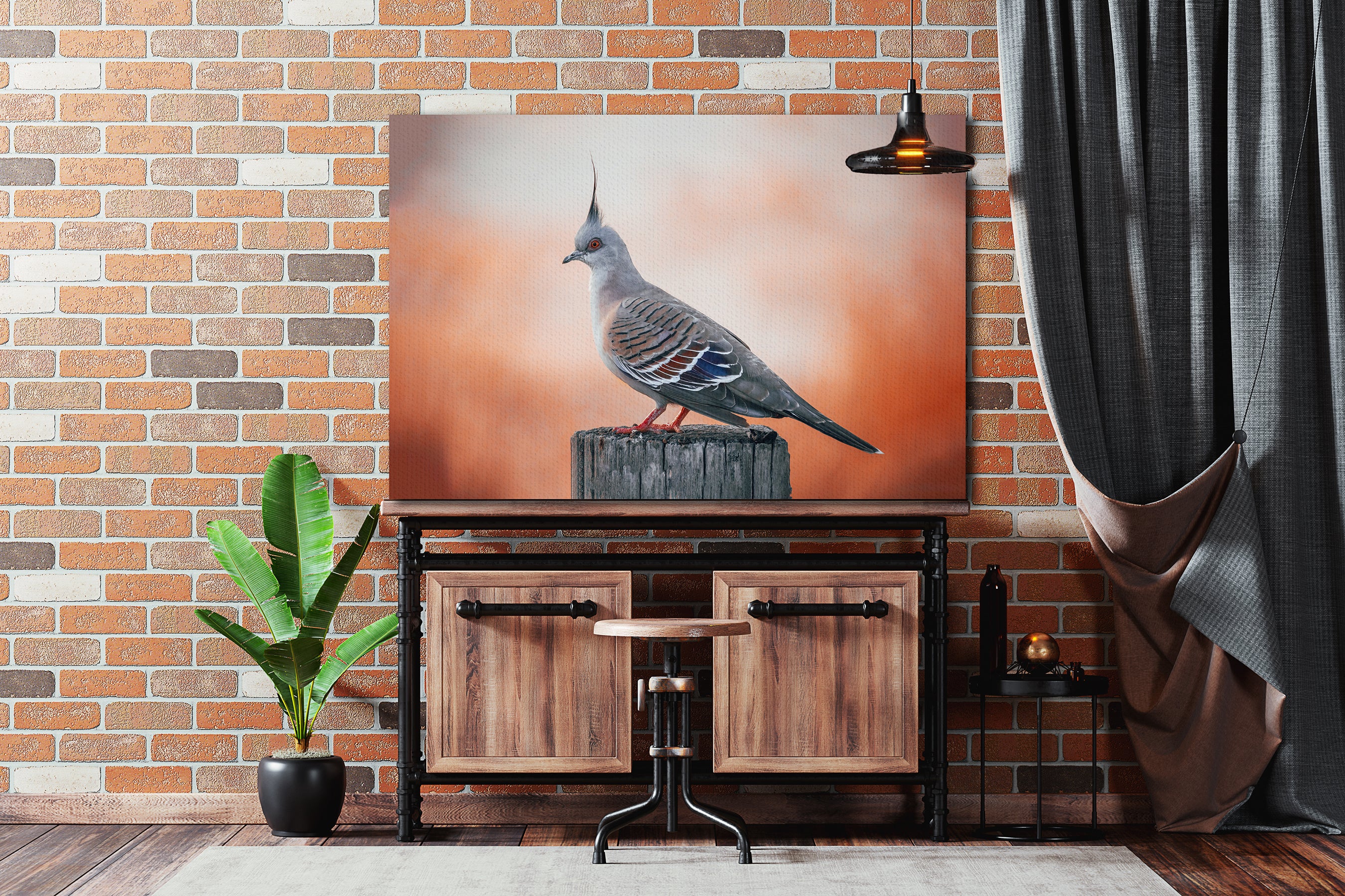Golden Valley Tree Park Crested Pigeon