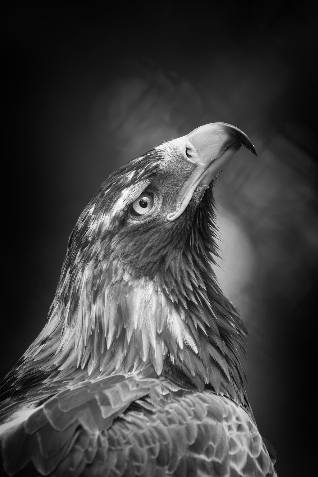 Perth Wedge-Tailed Eagle - Black & White