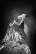 Perth Wedge-Tailed Eagle - Black & White