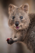 Rottnest Island Quokka