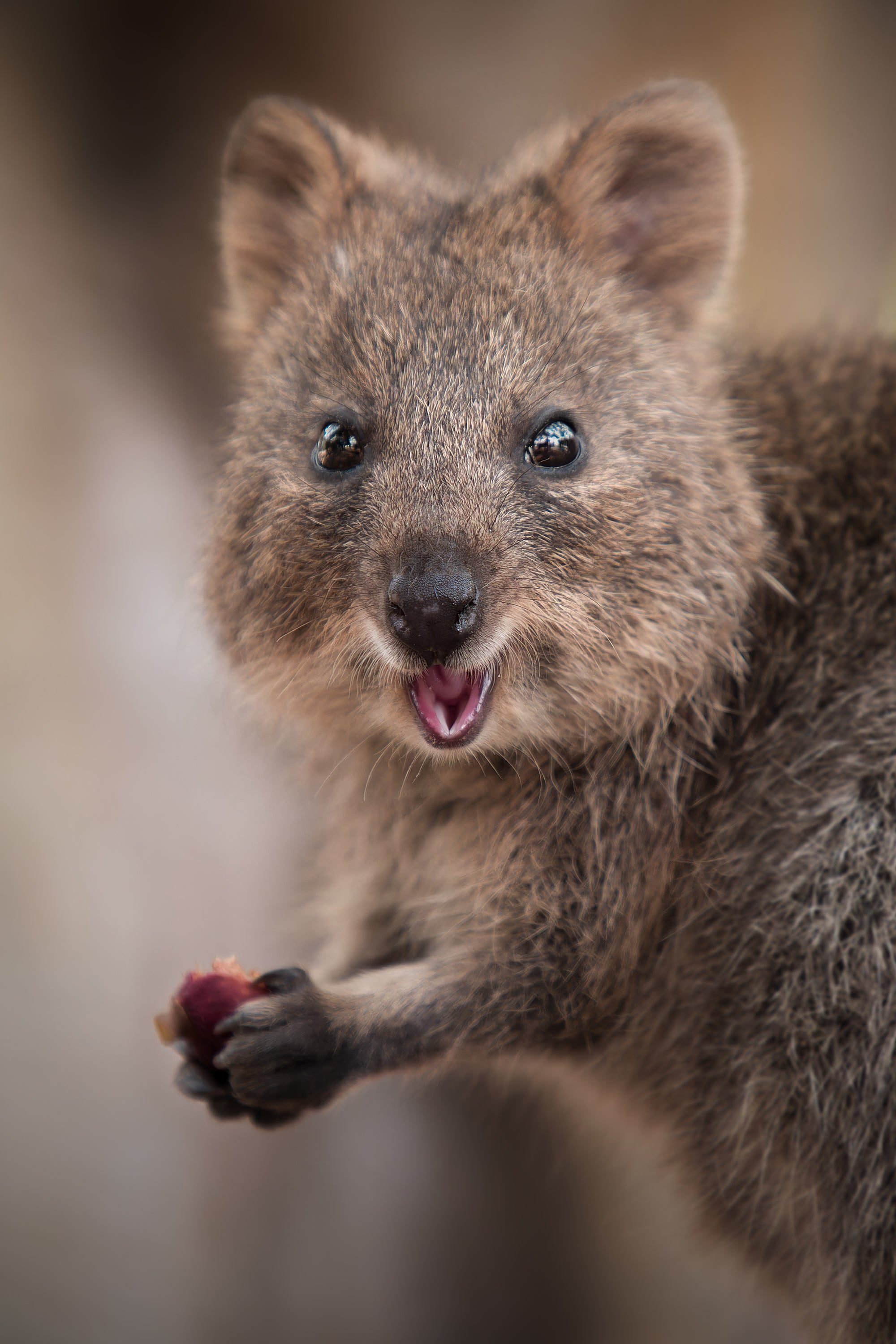 Rottnest Island Quokka