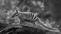 Southwest WA Numbat - Black & White