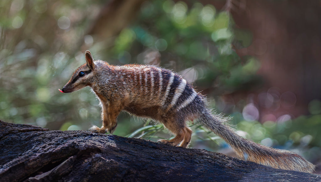 Southwest WA Numbat - Colour