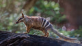 Southwest WA Numbat - Colour