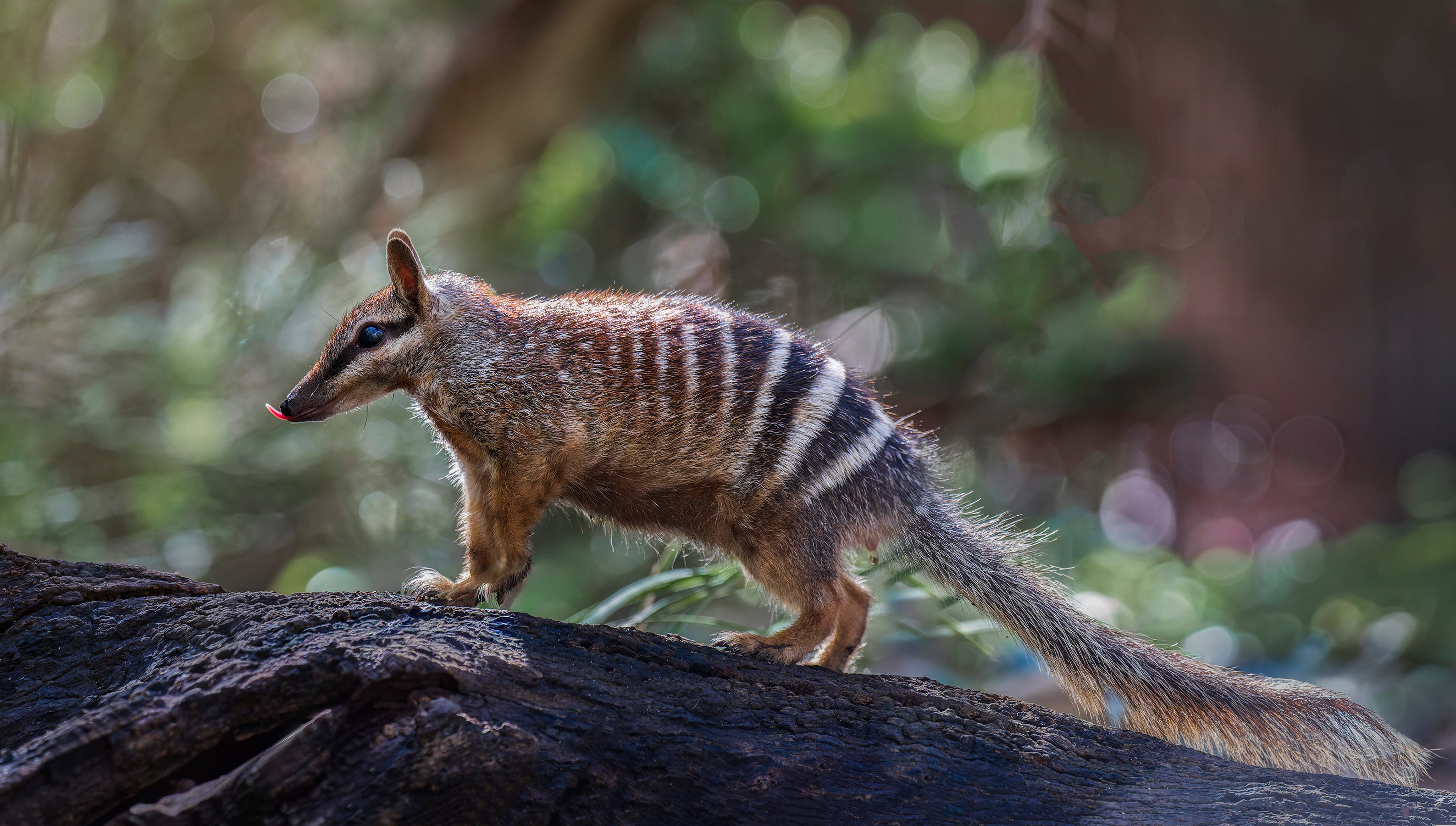 Southwest WA Numbat - Colour