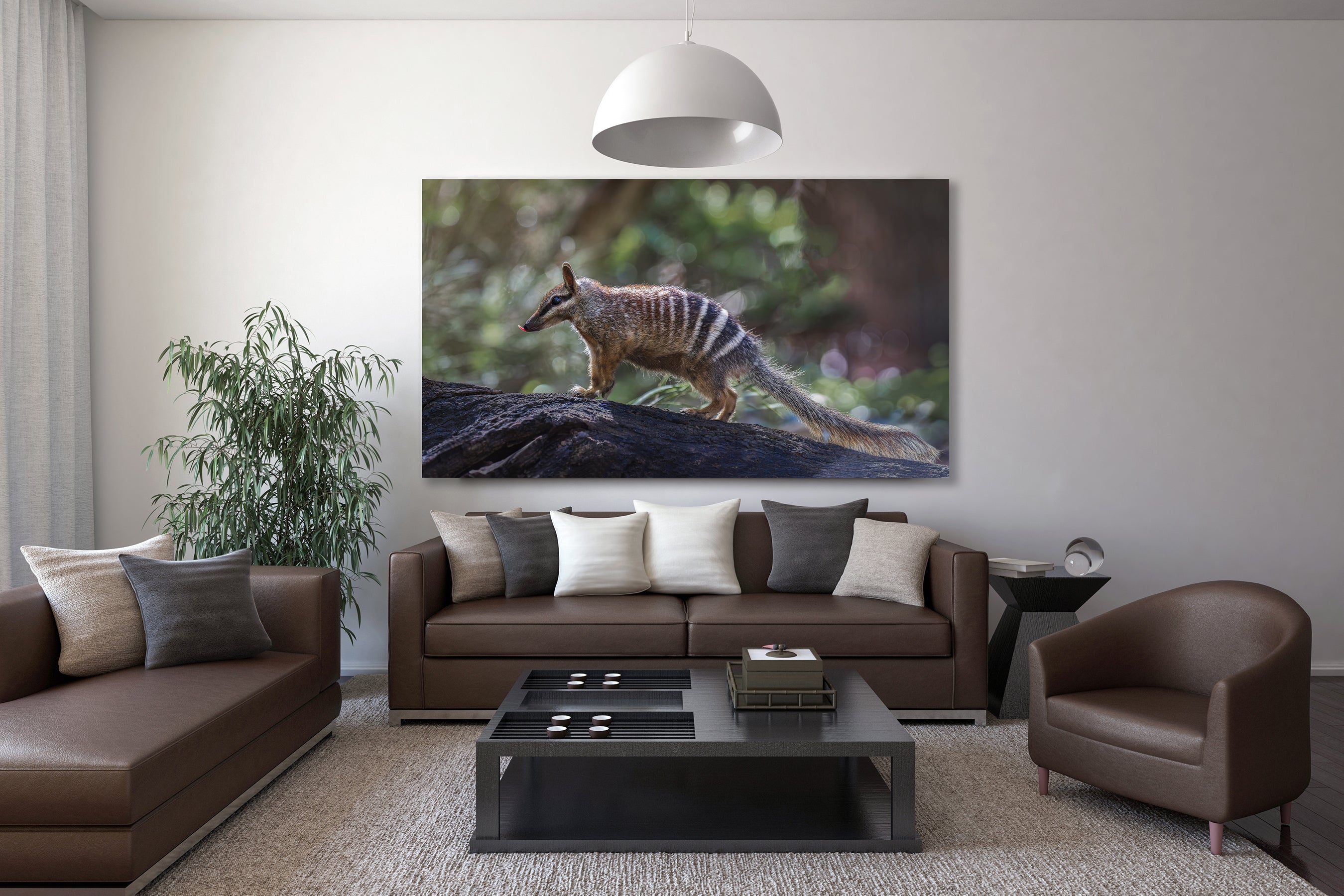 Southwest WA Numbat - Colour