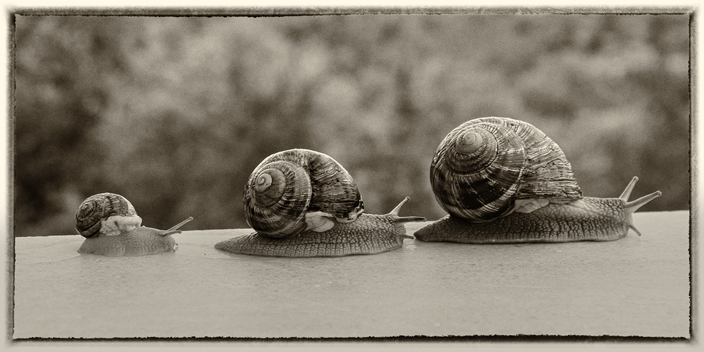 Three Snails - Sepia