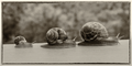 Three Snails - Sepia