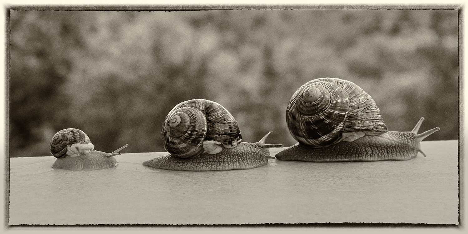 Three Snails - Sepia